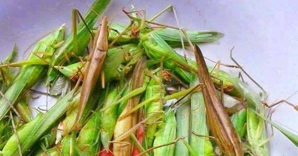 "C&ocirc;n tr&ugrave;ng bay" gi&aacute; cả triệu đồng/kg: Ngon, bổ nhưng khi ăn cần lưu &yacute;- Ảnh 1.