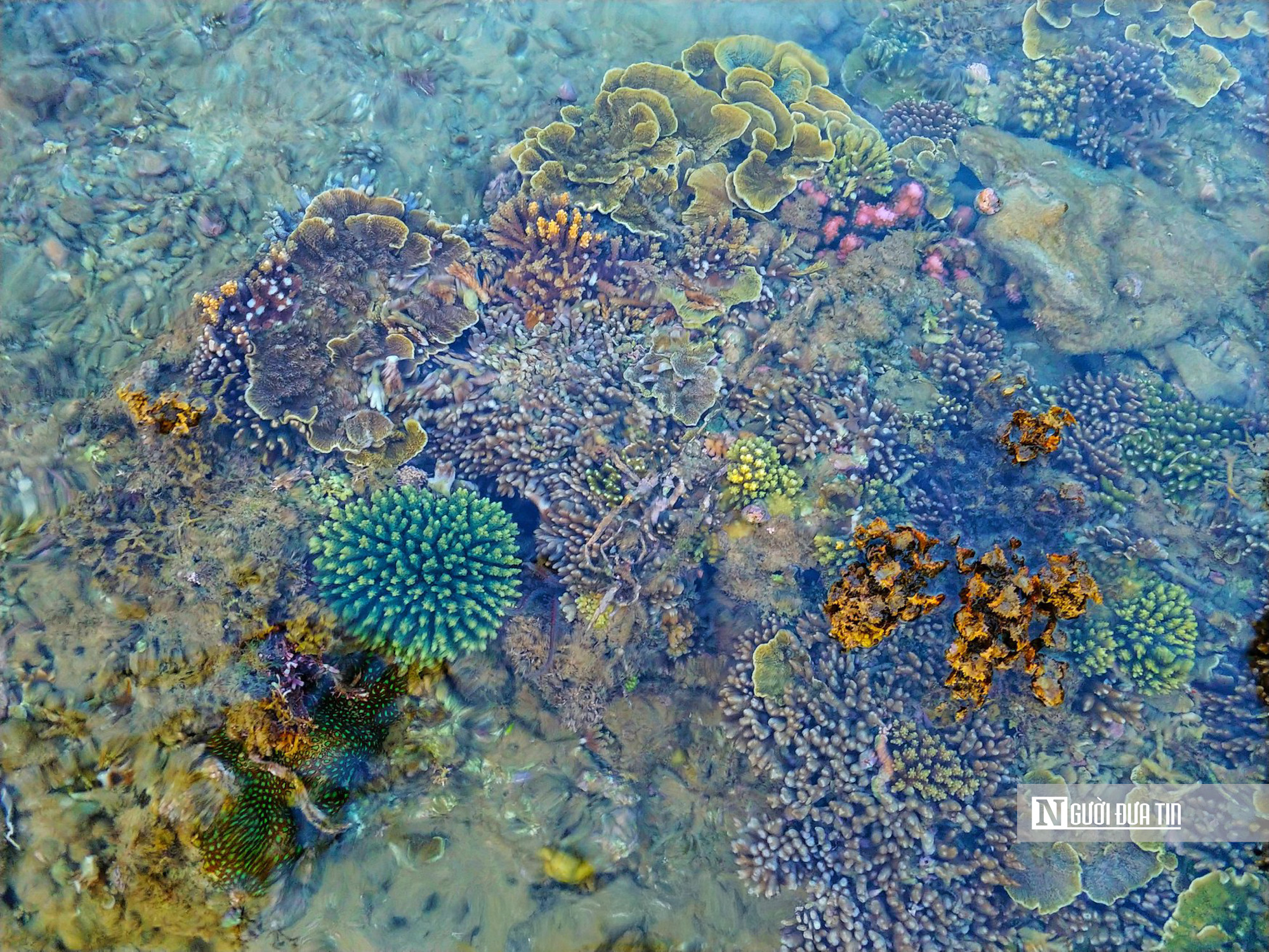 Đắk Lăks: Không đón khách ồ ạt, ngăn suy thoái rạn san hô danh thắng quốc gia Hòn Yến - Ảnh 4.