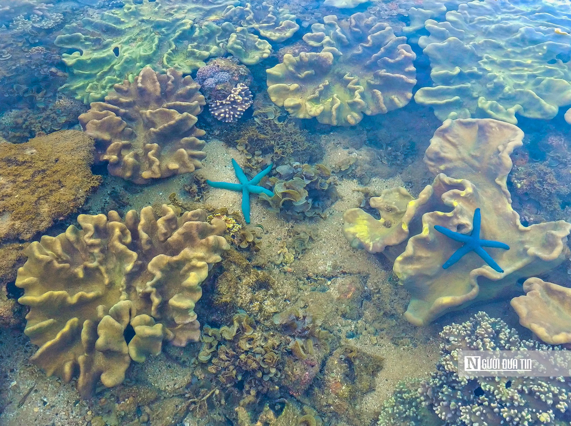 Đắk Lăks: Không đón khách ồ ạt, ngăn suy thoái rạn san hô danh thắng quốc gia Hòn Yến - Ảnh 3.