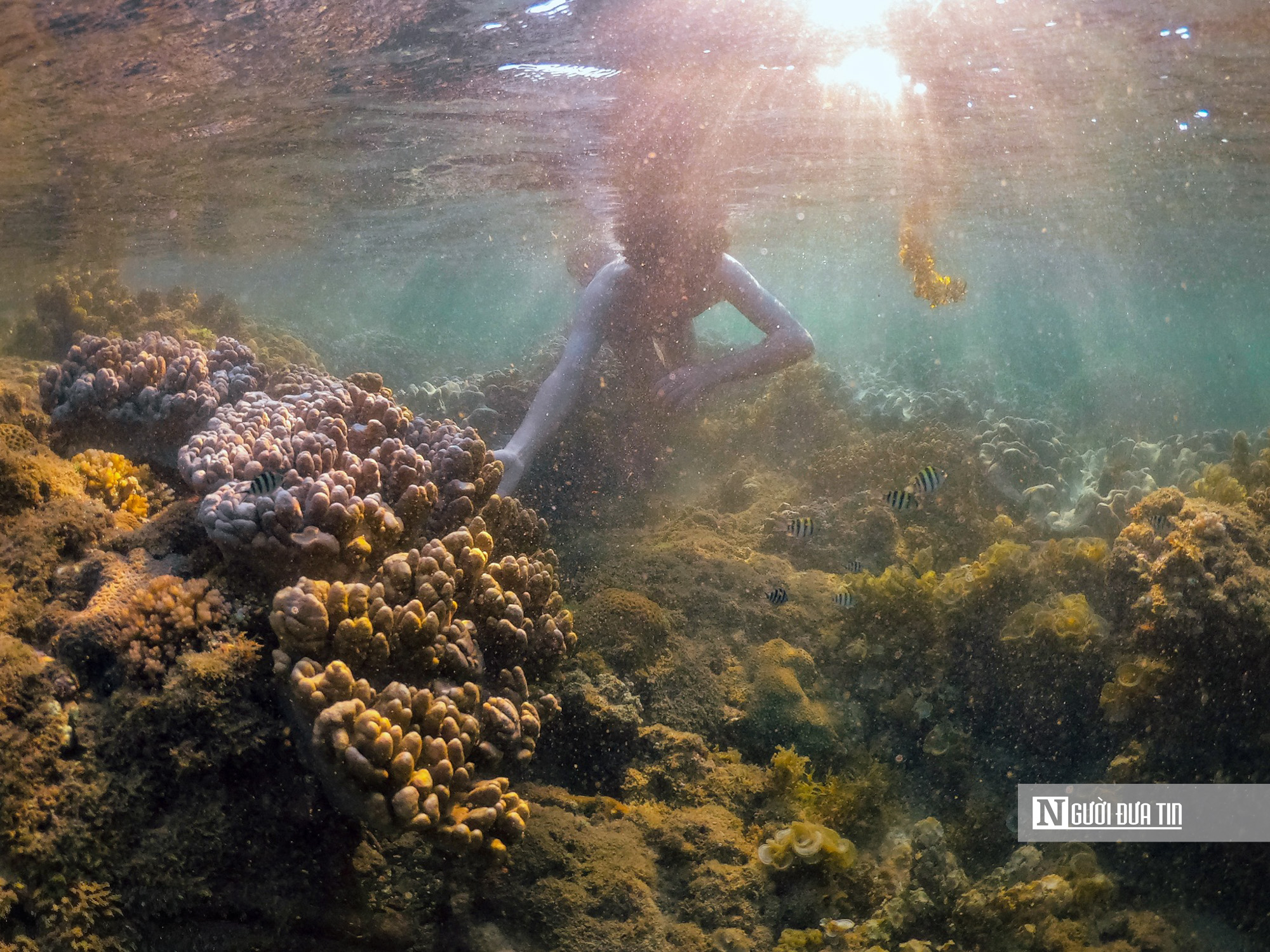 Đắk Lăks: Không đón khách ồ ạt, ngăn suy thoái rạn san hô danh thắng quốc gia Hòn Yến - Ảnh 6.
