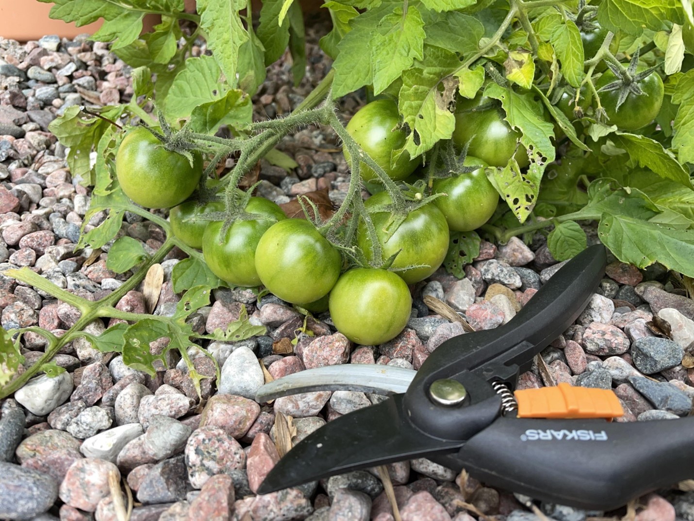 Loại quả ở Việt Nam giá rẻ, xếp số 1 về dinh dưỡng của CDC Hoa Kỳ, có nhiều lợi ích cho sức khỏe - Ảnh 5.