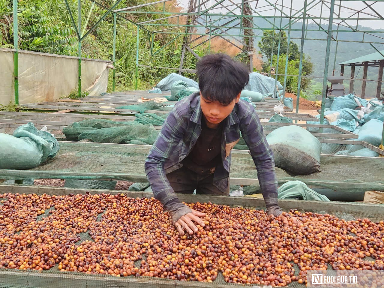 Hành trình tìm lại danh tiếng cà phê Khe Sanh trên bản đồ cà phê Việt Nam và thế giới- Ảnh 4.