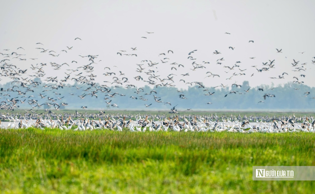 “Hồi sinh” Tràm Chim, hàng nghìn cánh chim trở lại - Ảnh 1.