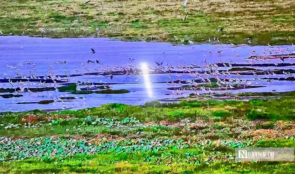 “Hồi sinh” Tràm Chim, hàng nghìn cánh chim trở lại - Ảnh 2.