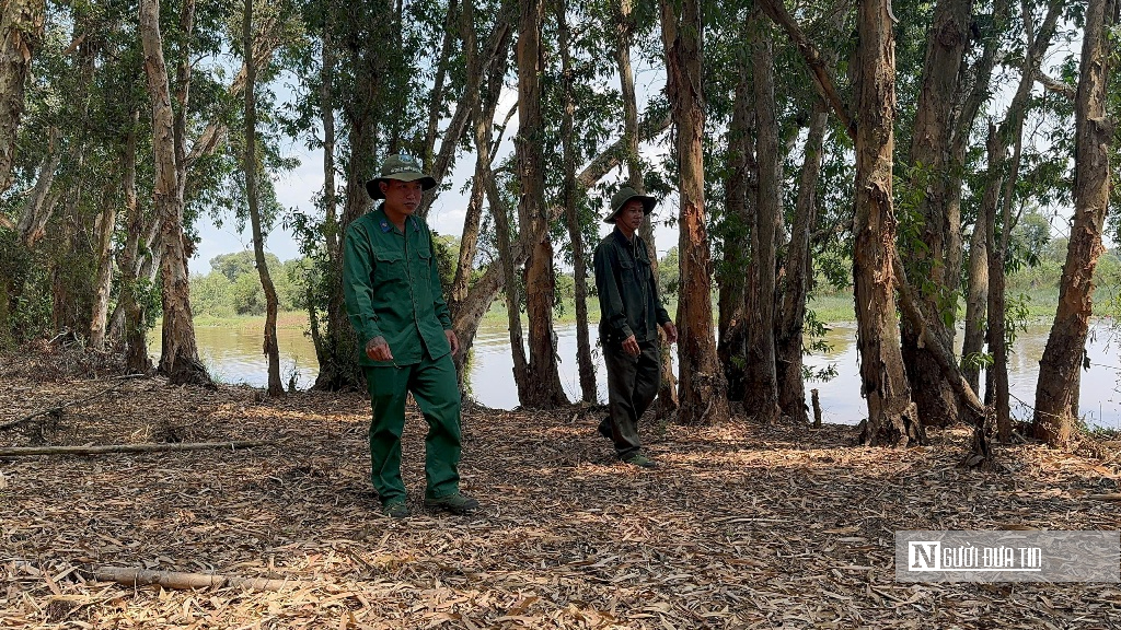 “Hồi sinh” Tràm Chim, hàng nghìn cánh chim trở lại - Ảnh 3.