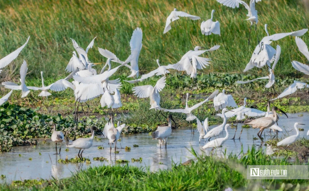 “Hồi sinh” Tràm Chim, hàng nghìn cánh chim trở lại - Ảnh 4.