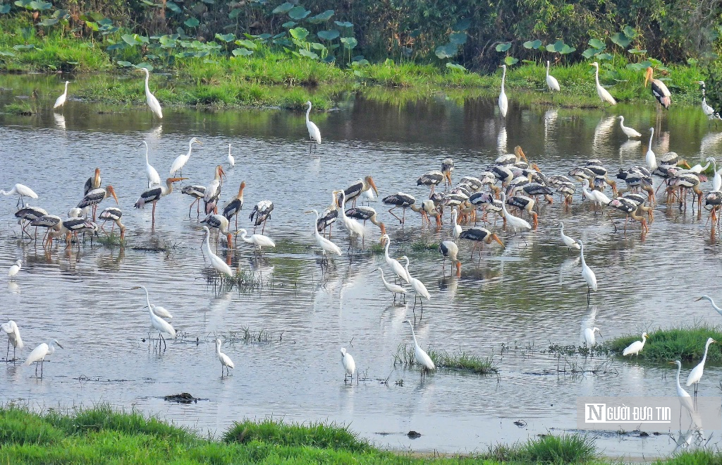 “Hồi sinh” Tràm Chim, hàng nghìn cánh chim trở lại - Ảnh 5.