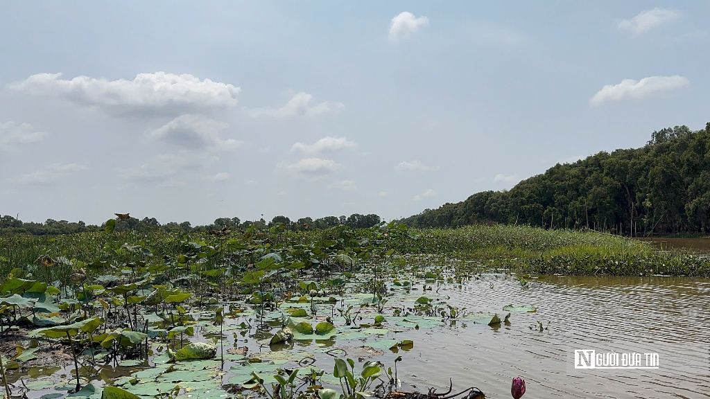 “Hồi sinh” Tràm Chim, hàng nghìn cánh chim trở lại - Ảnh 6.