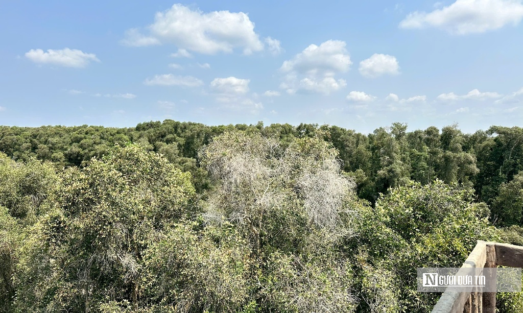 “Hồi sinh” Tràm Chim, hàng nghìn cánh chim trở lại - Ảnh 7.