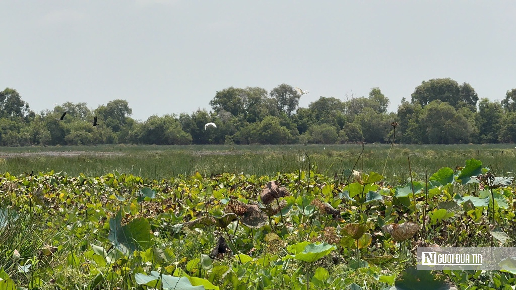 “Hồi sinh” Tràm Chim, hàng nghìn cánh chim trở lại - Ảnh 8.