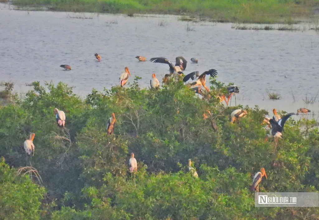 “Hồi sinh” Tràm Chim, hàng nghìn cánh chim trở lại - Ảnh 10.