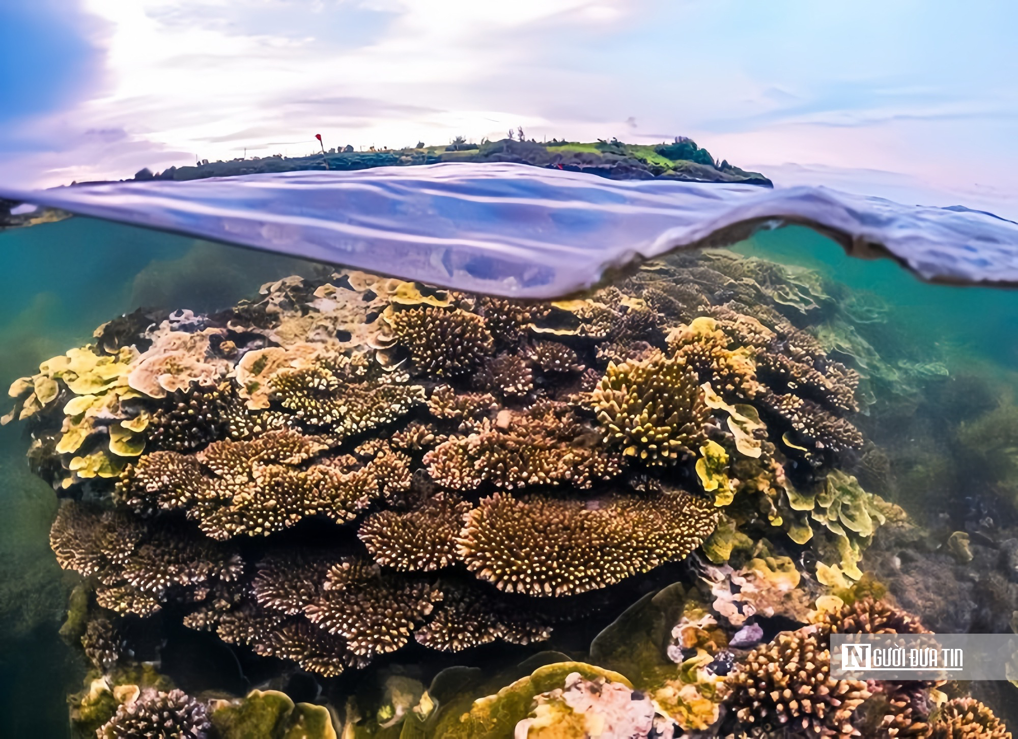 Quảng Ng&atilde;i: Chặn khai th&aacute;c hải sản tận diệt ở G&agrave;nh Yến, mở lối sống mới cho d&acirc;n biển- Ảnh 2.