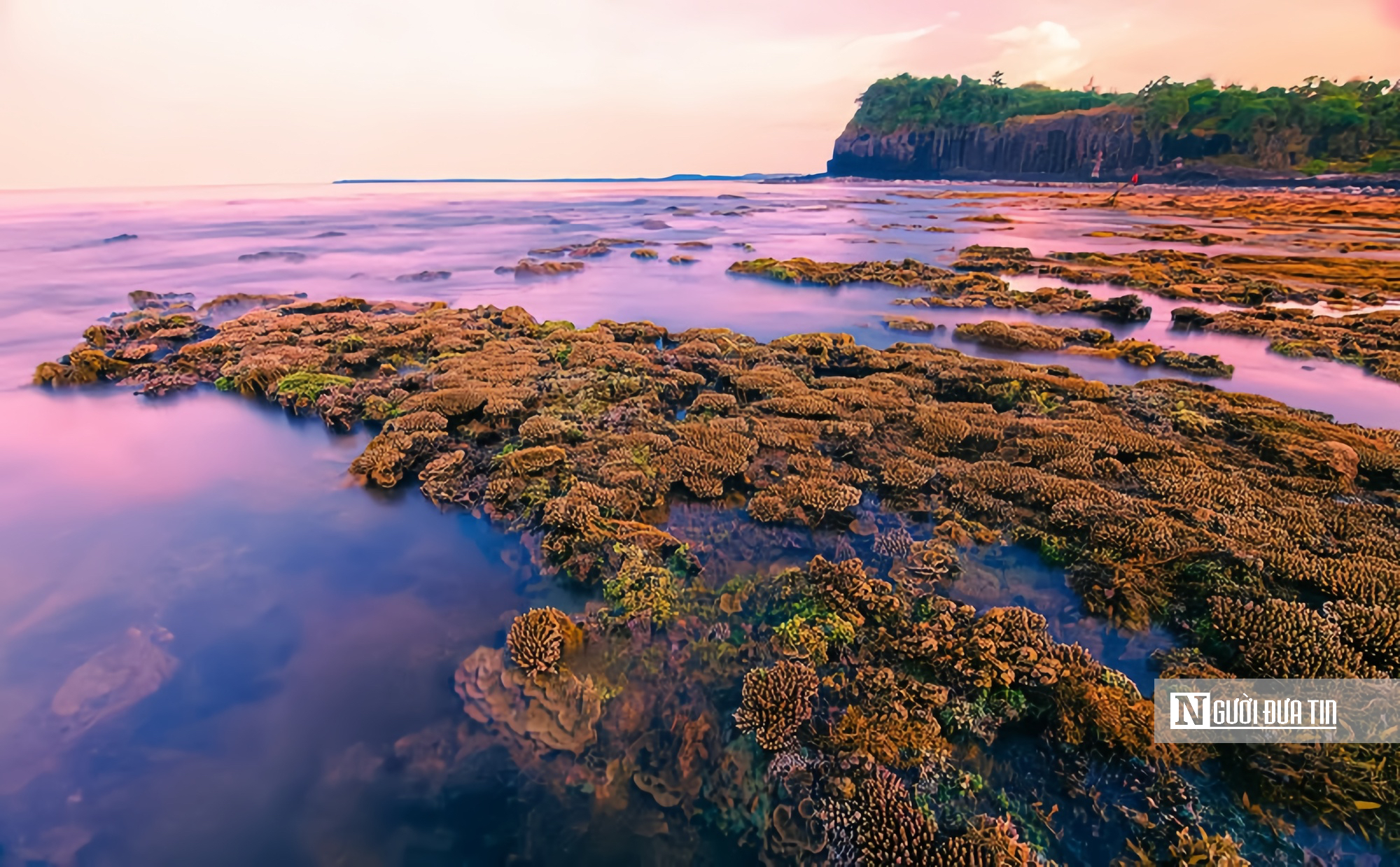 Quảng Ng&atilde;i: Chặn khai th&aacute;c hải sản tận diệt ở G&agrave;nh Yến, mở lối sống mới cho d&acirc;n biển- Ảnh 3.