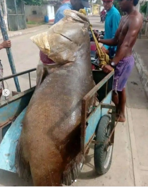 Người đ&agrave;n &ocirc;ng bắt được con c&aacute; m&uacute; khổng lồ nặng 250kg tr&ecirc;n biển- Ảnh 2.