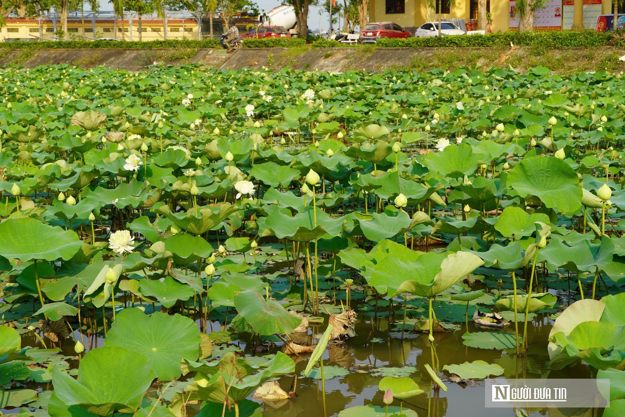 Trồng c&acirc;y &ldquo;nở l&agrave; h&aacute;i ra tiền&rdquo;, cặp vợ chồng ở Nghệ An thu tiền triệu mỗi ng&agrave;y- Ảnh 1.