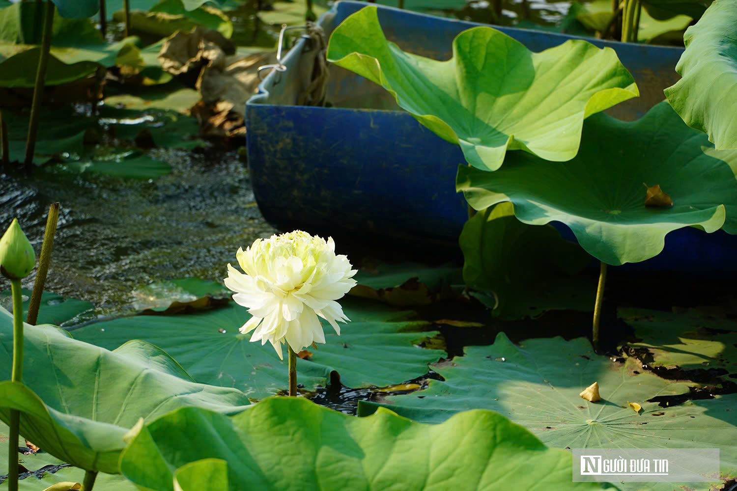 Trồng c&acirc;y &ldquo;nở l&agrave; h&aacute;i ra tiền&rdquo;, cặp vợ chồng ở Nghệ An thu tiền triệu mỗi ng&agrave;y- Ảnh 4.