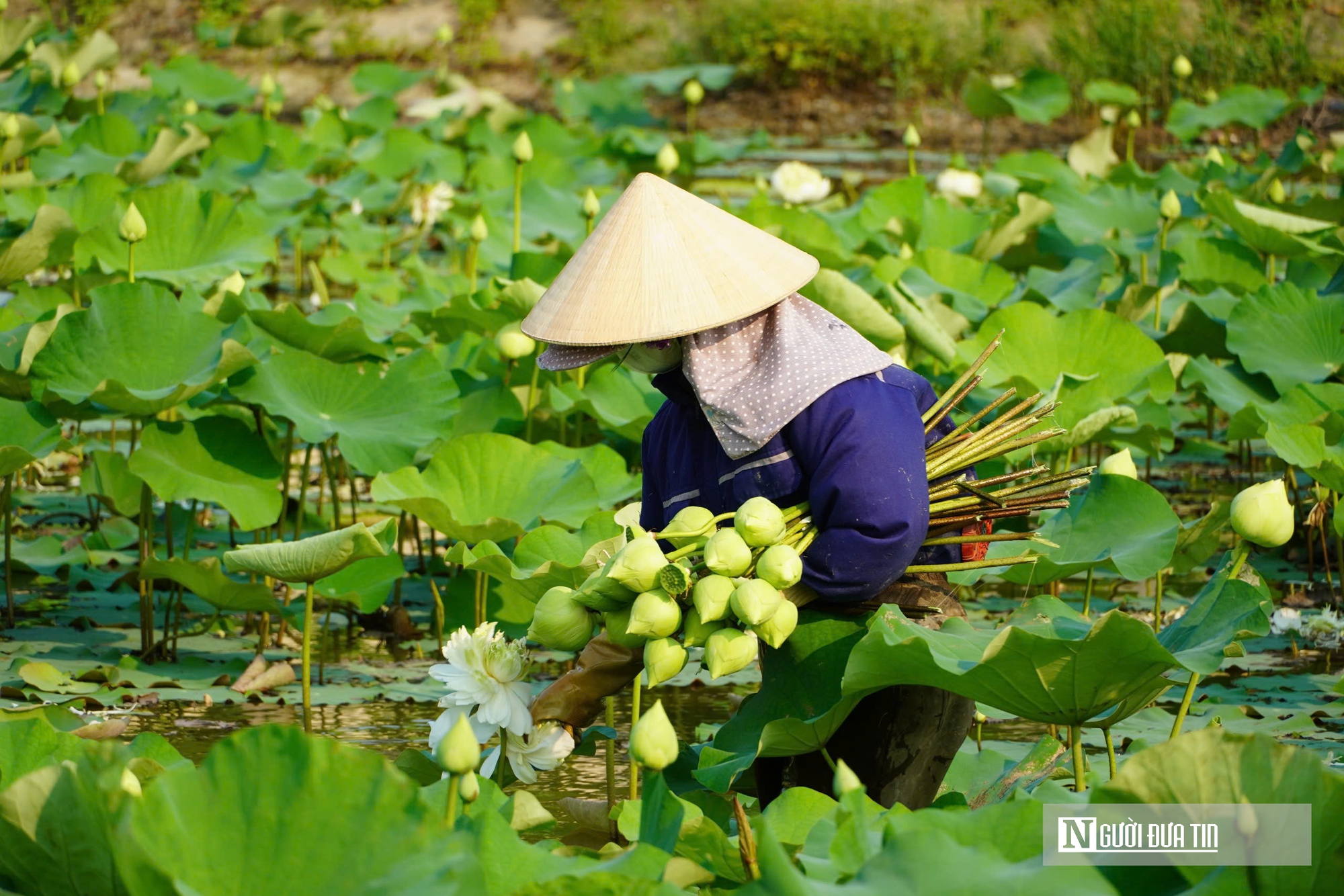 Trồng c&acirc;y &ldquo;nở l&agrave; h&aacute;i ra tiền&rdquo;, cặp vợ chồng ở Nghệ An thu tiền triệu mỗi ng&agrave;y- Ảnh 5.