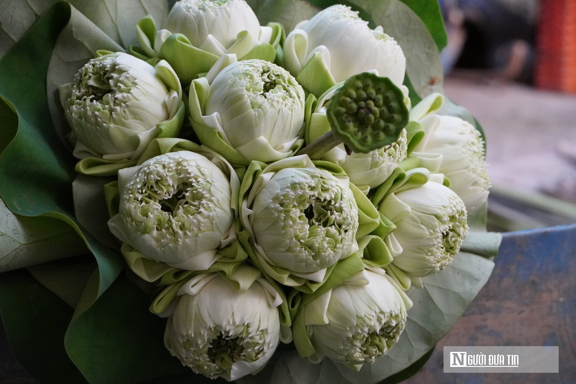 Trồng c&acirc;y &ldquo;nở l&agrave; h&aacute;i ra tiền&rdquo;, cặp vợ chồng ở Nghệ An thu tiền triệu mỗi ng&agrave;y- Ảnh 9.