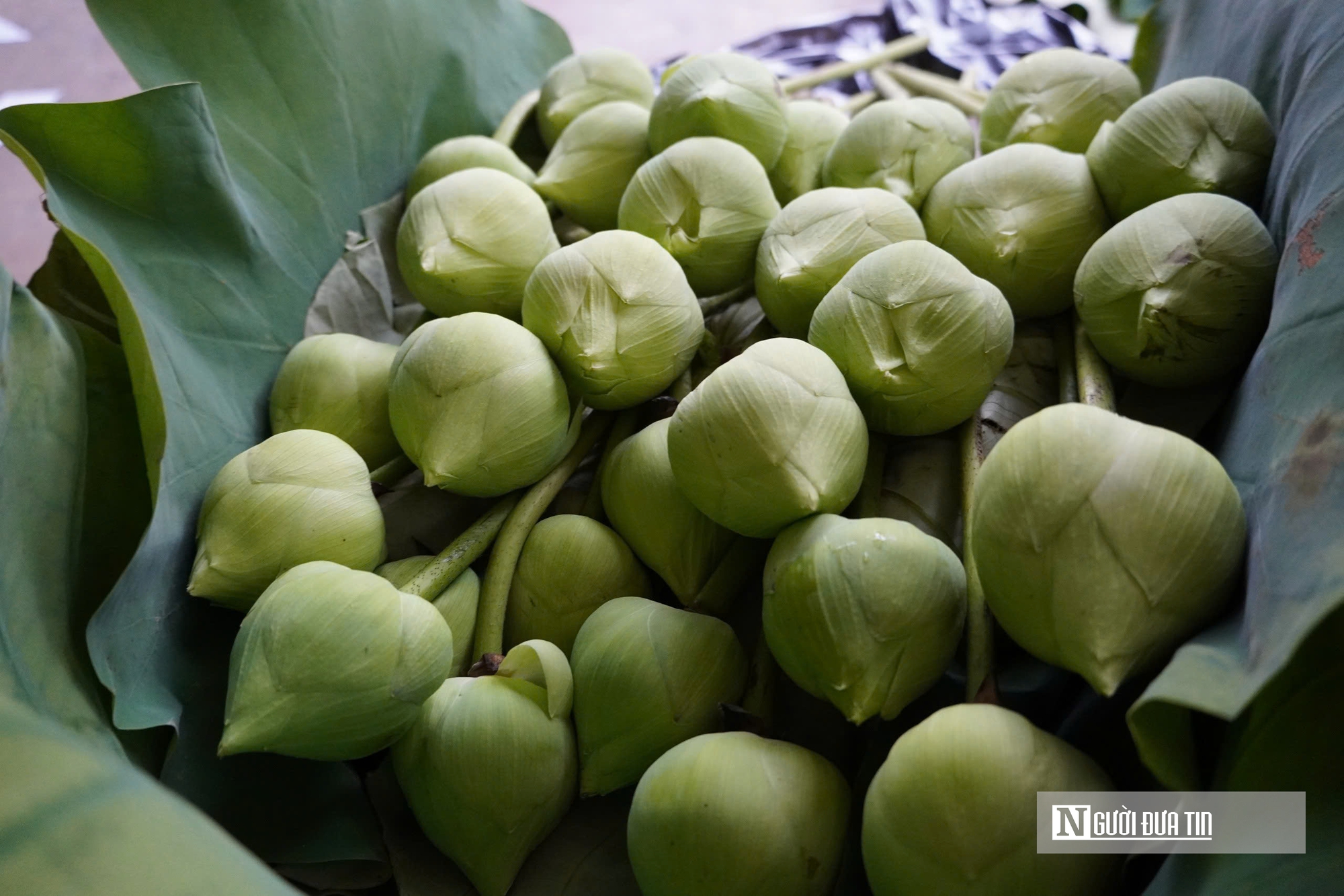 Trồng c&acirc;y &ldquo;nở l&agrave; h&aacute;i ra tiền&rdquo;, cặp vợ chồng ở Nghệ An thu tiền triệu mỗi ng&agrave;y- Ảnh 10.