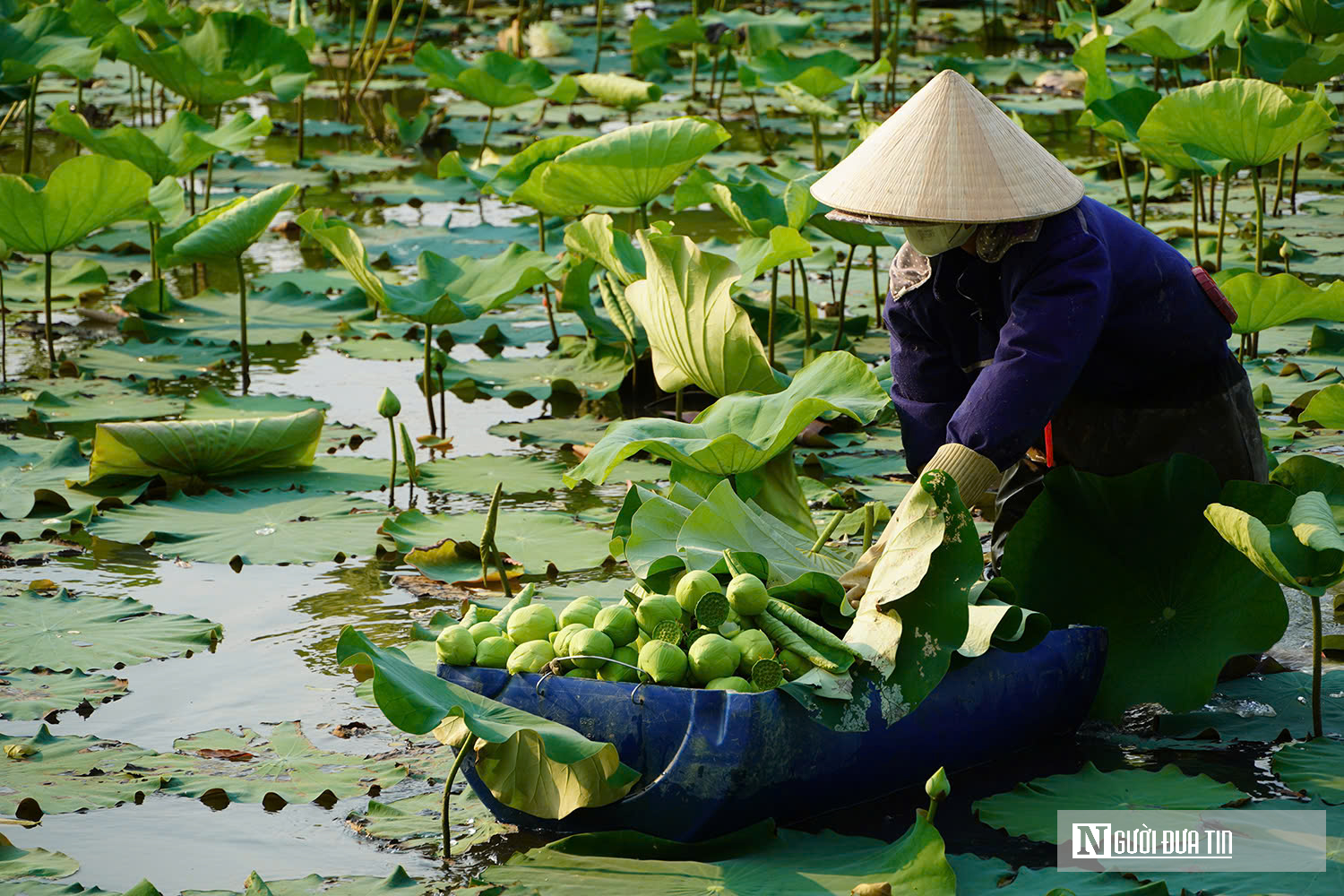 Trồng c&acirc;y &ldquo;nở l&agrave; h&aacute;i ra tiền&rdquo;, cặp vợ chồng ở Nghệ An thu tiền triệu mỗi ng&agrave;y- Ảnh 11.