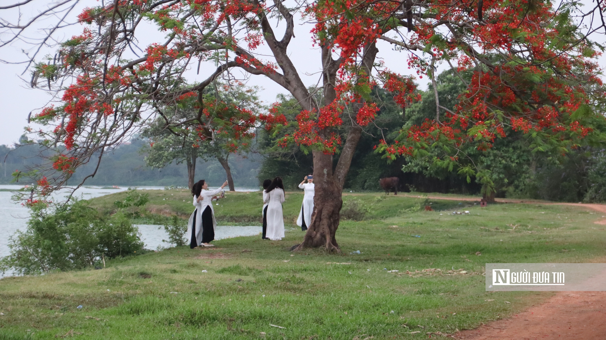 Người d&acirc;n đổ về ngắm "c&acirc;y phượng đẹp nhất H&agrave; Nội" - Ảnh 1.