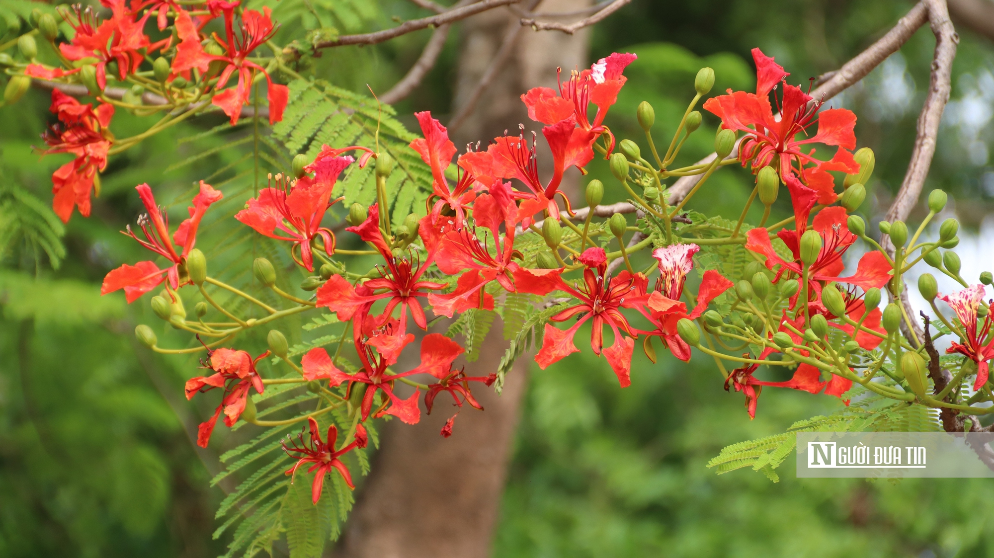 Người d&acirc;n đổ về ngắm "c&acirc;y phượng đẹp nhất H&agrave; Nội" - Ảnh 2.