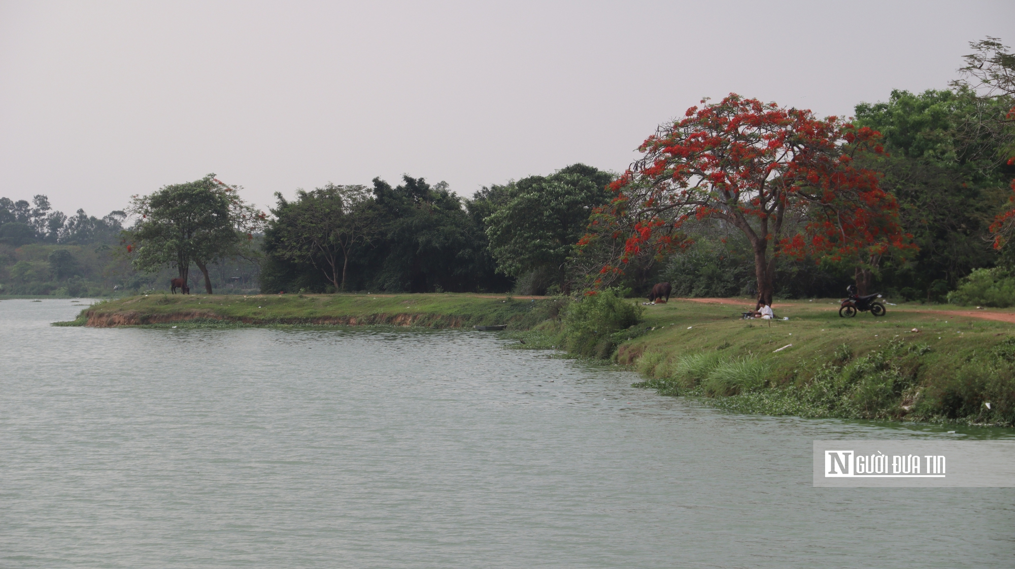 Người d&acirc;n đổ về ngắm "c&acirc;y phượng đẹp nhất H&agrave; Nội" - Ảnh 3.