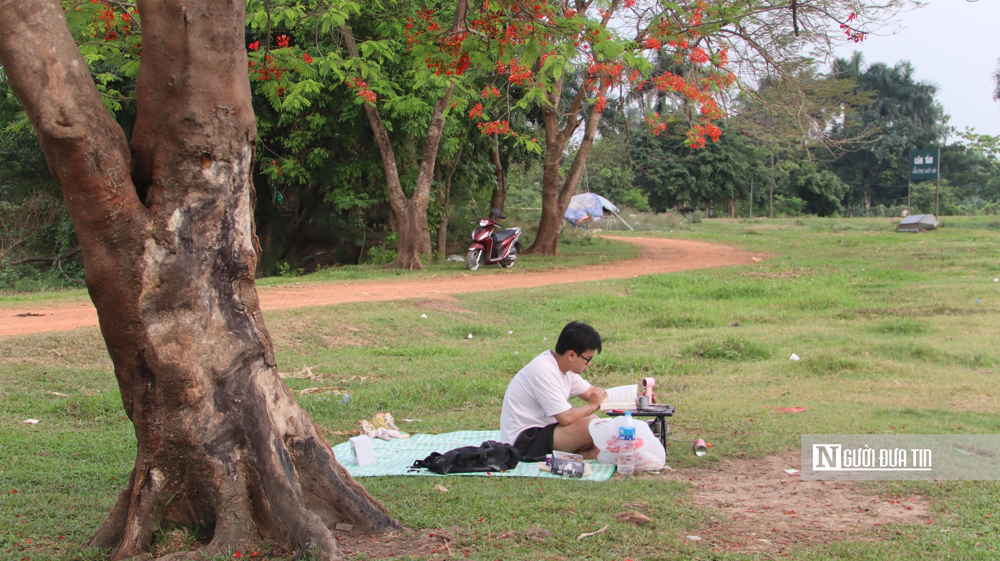 Người d&acirc;n đổ về ngắm "c&acirc;y phượng đẹp nhất H&agrave; Nội" - Ảnh 4.