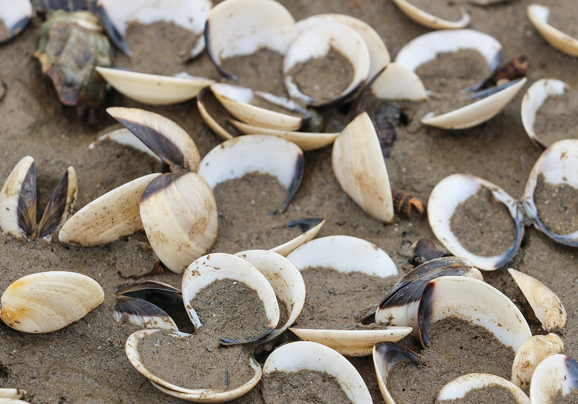 Hà Tĩnh: Lấy mẫu phân tích nguyên nhân ngao chết bất thường, nằm trắng bãi biển- Ảnh 2.
