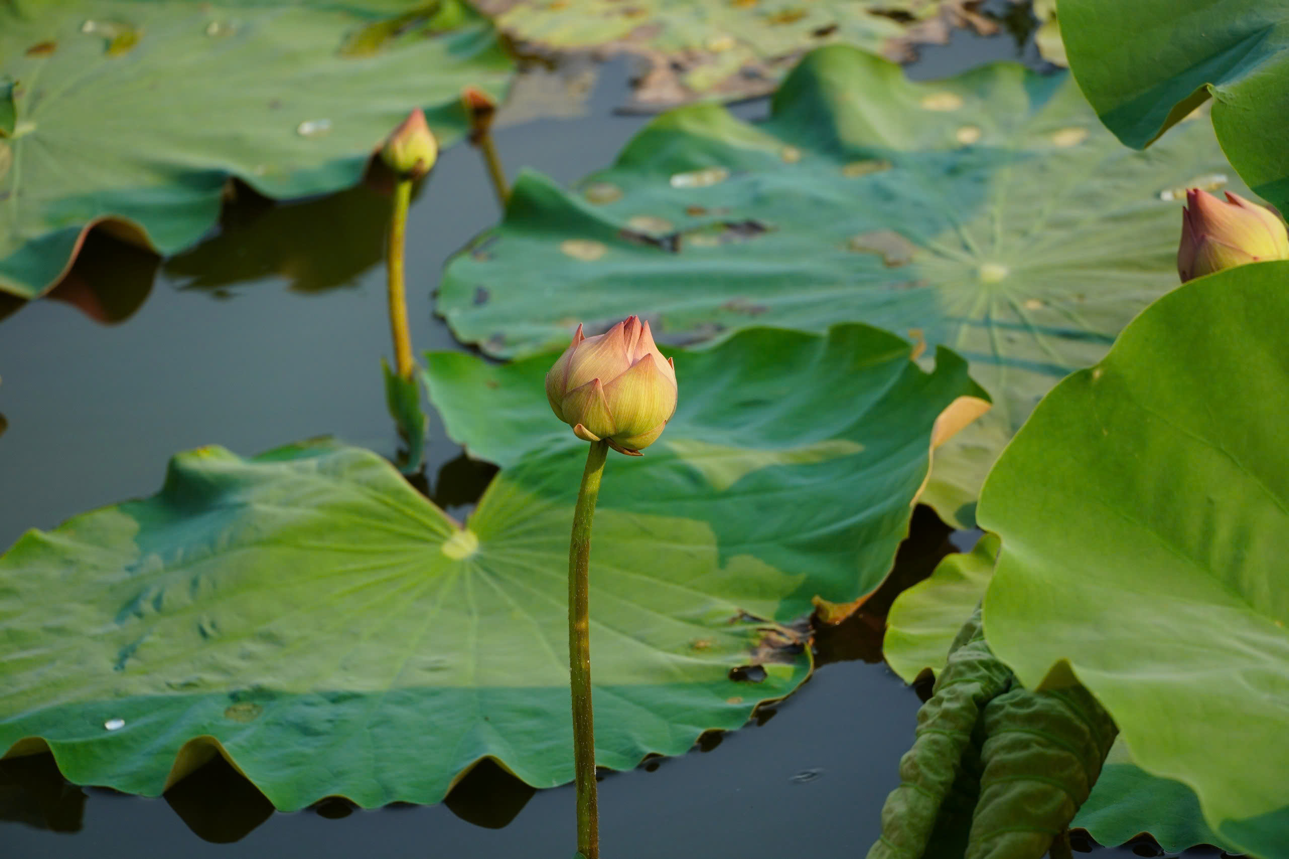 Trồng c&acirc;y &ldquo;nở l&agrave; h&aacute;i ra tiền&rdquo;, cặp vợ chồng ở Nghệ An thu tiền triệu mỗi ng&agrave;y- Ảnh 8.
