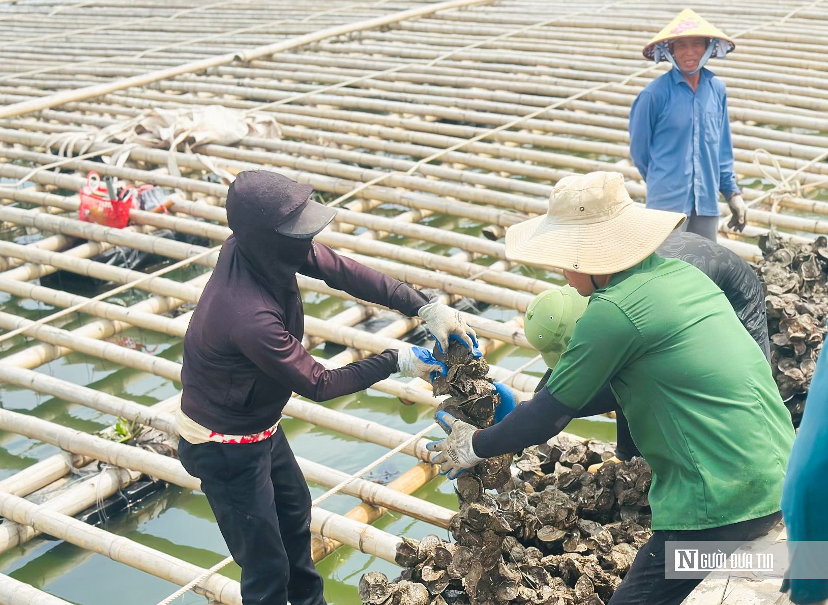 Nu&ocirc;i con &ldquo;thần dược&rdquo; vỏ cứng th&acirc;n mềm, anh n&ocirc;ng d&acirc;n thu tiền tỷ mỗi vụ- Ảnh 2.