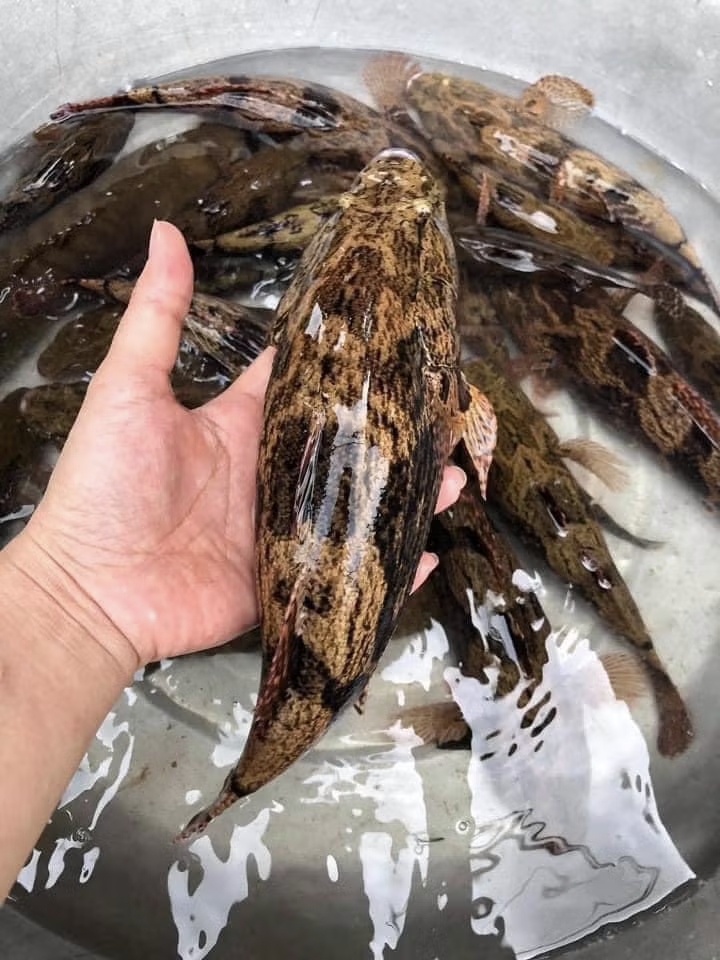 Loài cá có màu tối thui là 