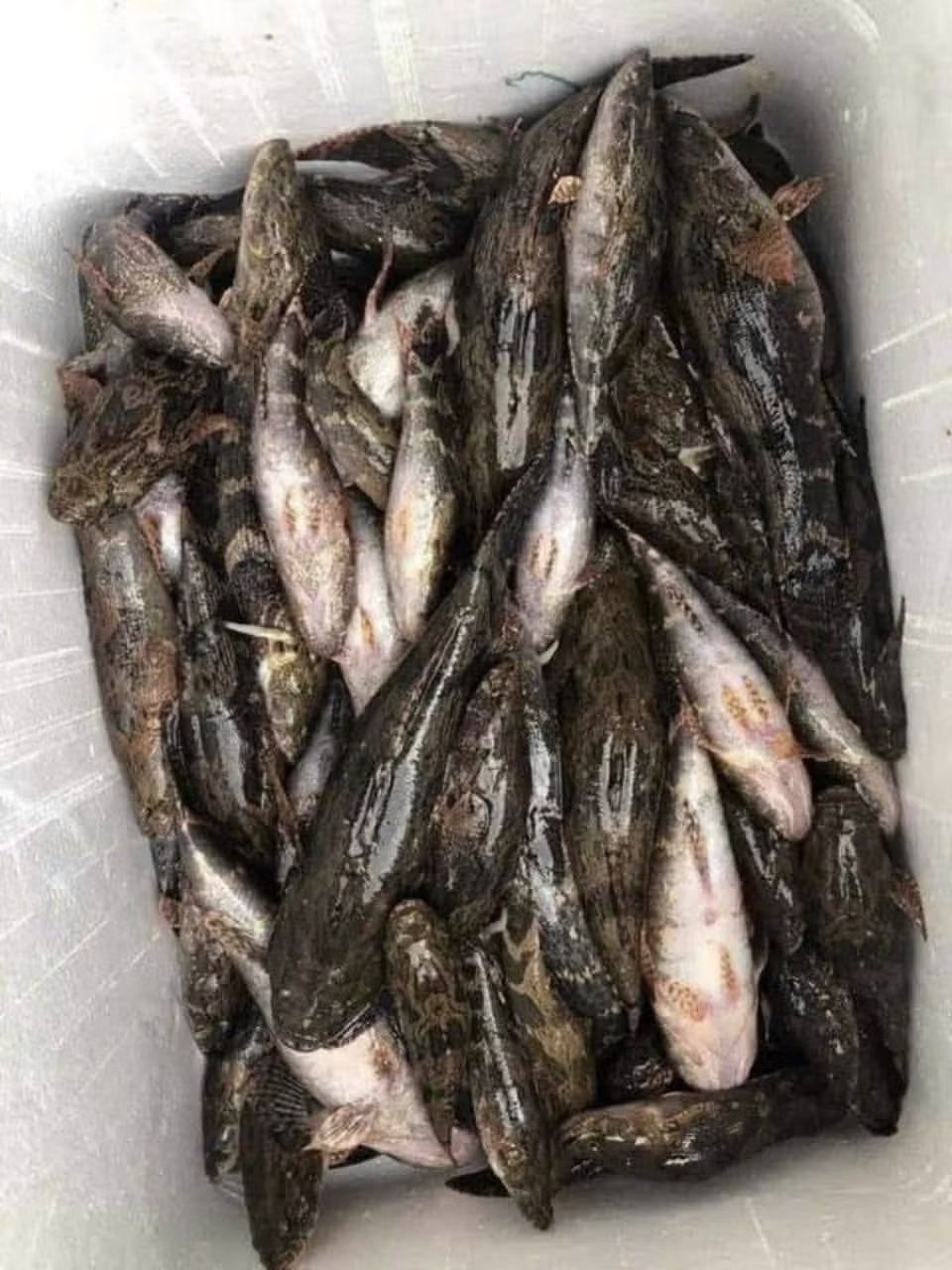 Loài cá có màu tối thui là 