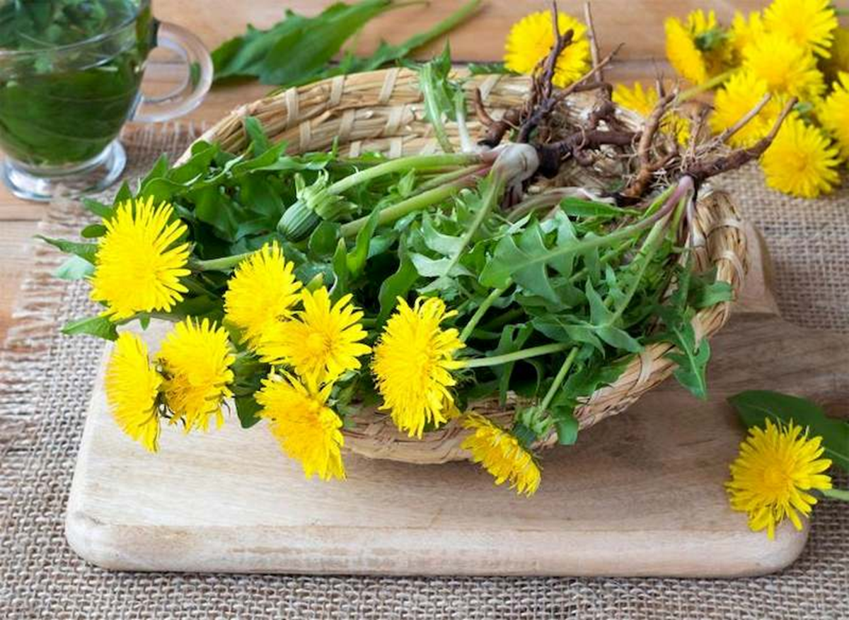 Loài cây quen thuộc mọc đầy vườn ở Việt Nam: Tưởng vô dụng nhưng lại là “thần dược” quý - Ảnh 3.