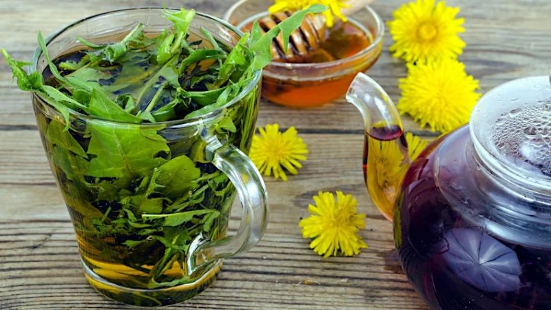 Loài cây quen thuộc mọc đầy vườn ở Việt Nam: Tưởng vô dụng nhưng lại là “thần dược” quý - Ảnh 1.