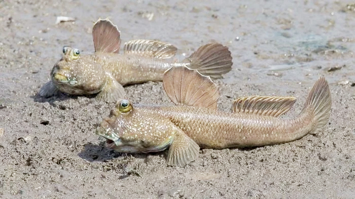 Loại cá biết leo cây, biết chạy nhảy trên cạn, là đặc sản trứ danh miền Tây  - Ảnh 1.