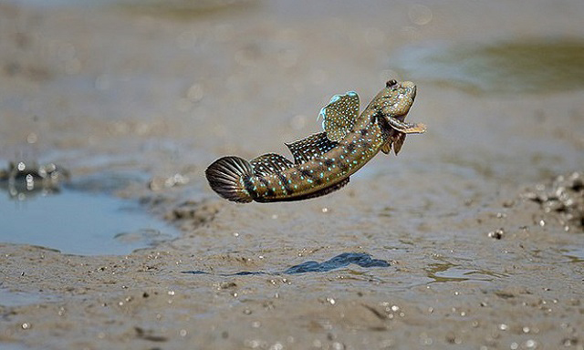 Loại cá biết leo cây, biết chạy nhảy trên cạn, là đặc sản trứ danh miền Tây  - Ảnh 5.