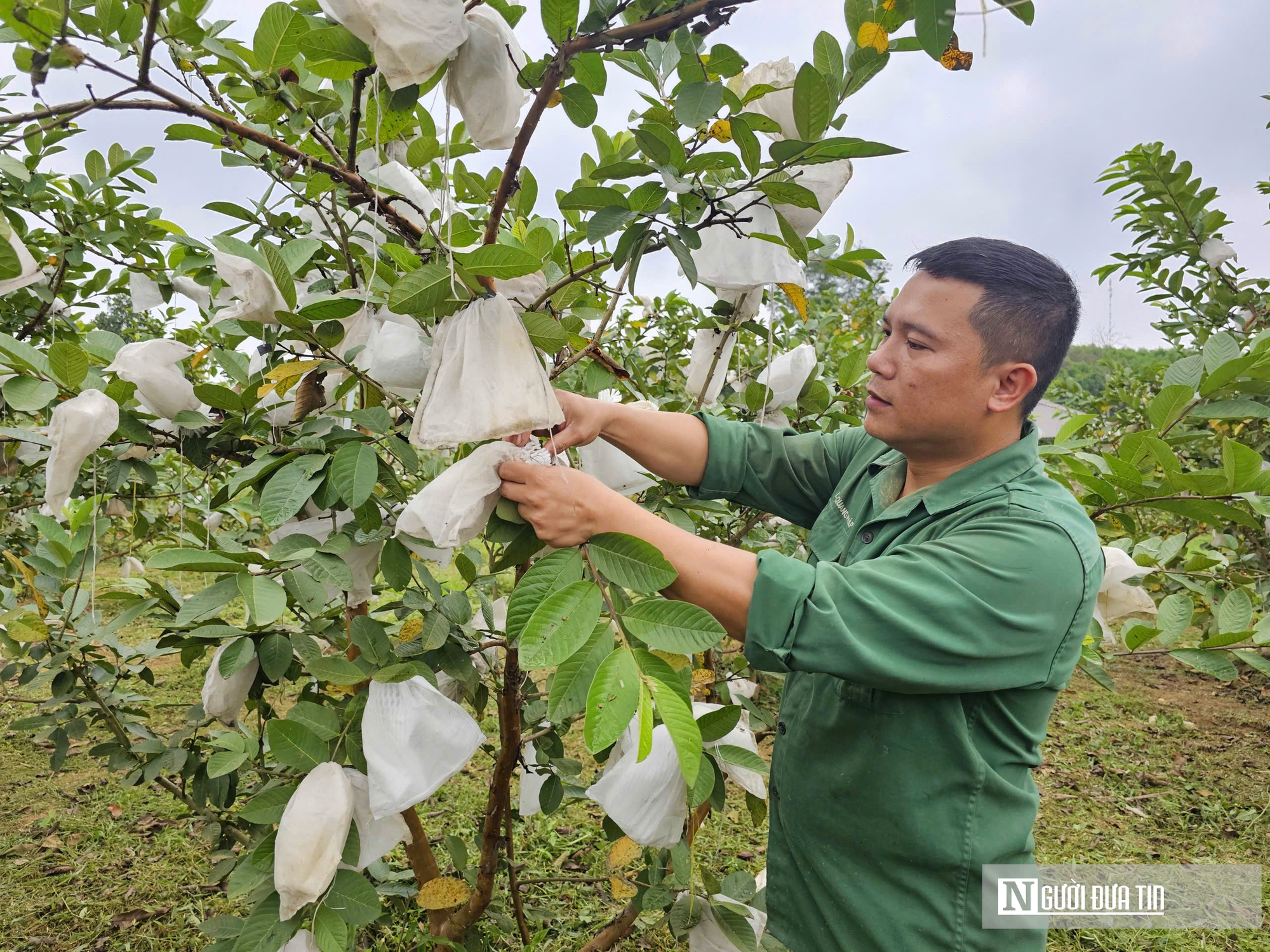Kỹ sư bỏ việc lương cao ở nước ngo&agrave;i, về trồng c&acirc;y ăn quả nhiều VitaminC, ph&aacute;t triển chăn nu&ocirc;i cho doanh thu tiền tỷ- Ảnh 4.
