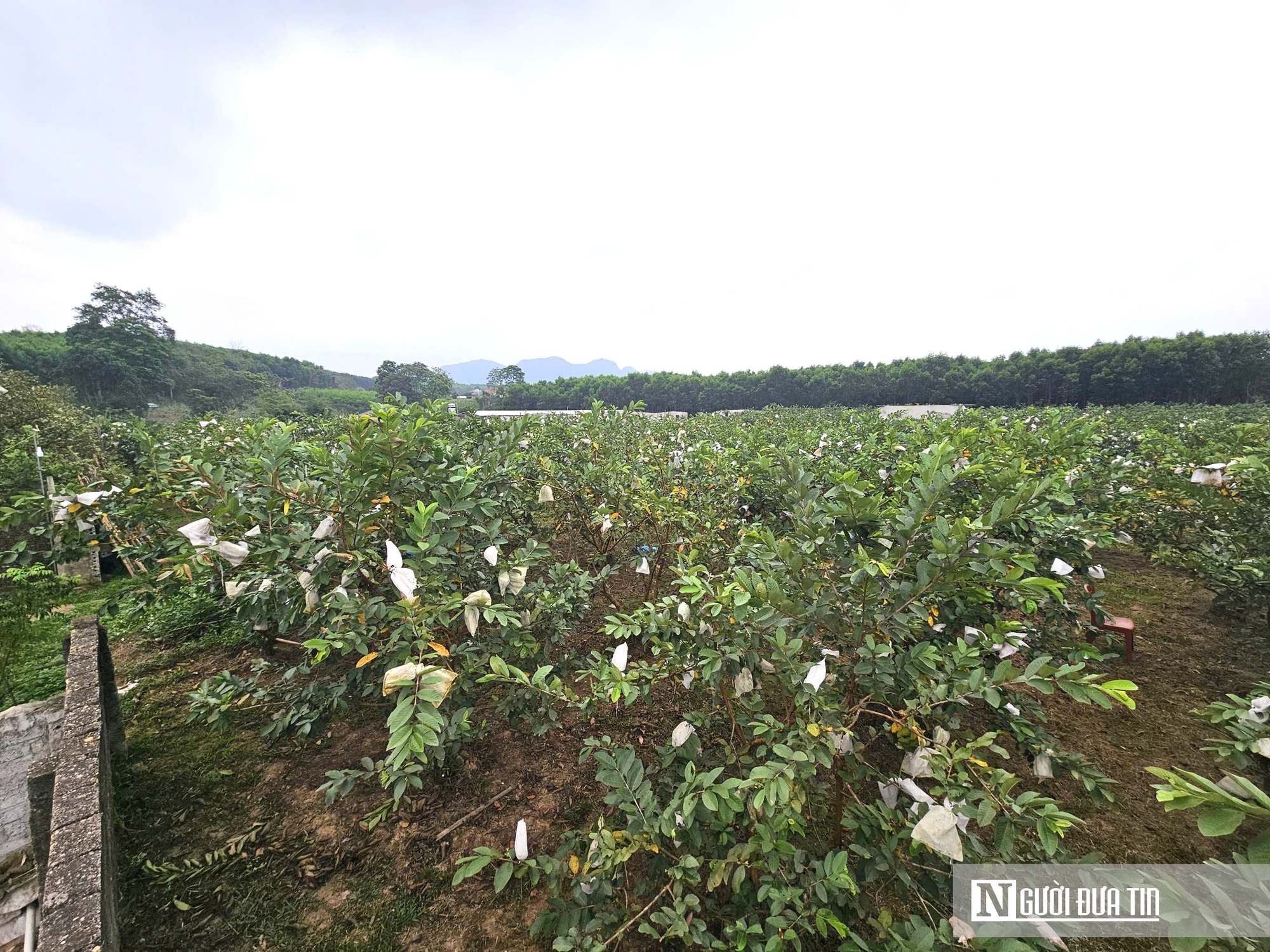 Kỹ sư bỏ việc lương cao ở nước ngo&agrave;i, về trồng c&acirc;y ăn quả nhiều VitaminC, ph&aacute;t triển chăn nu&ocirc;i cho doanh thu tiền tỷ- Ảnh 5.