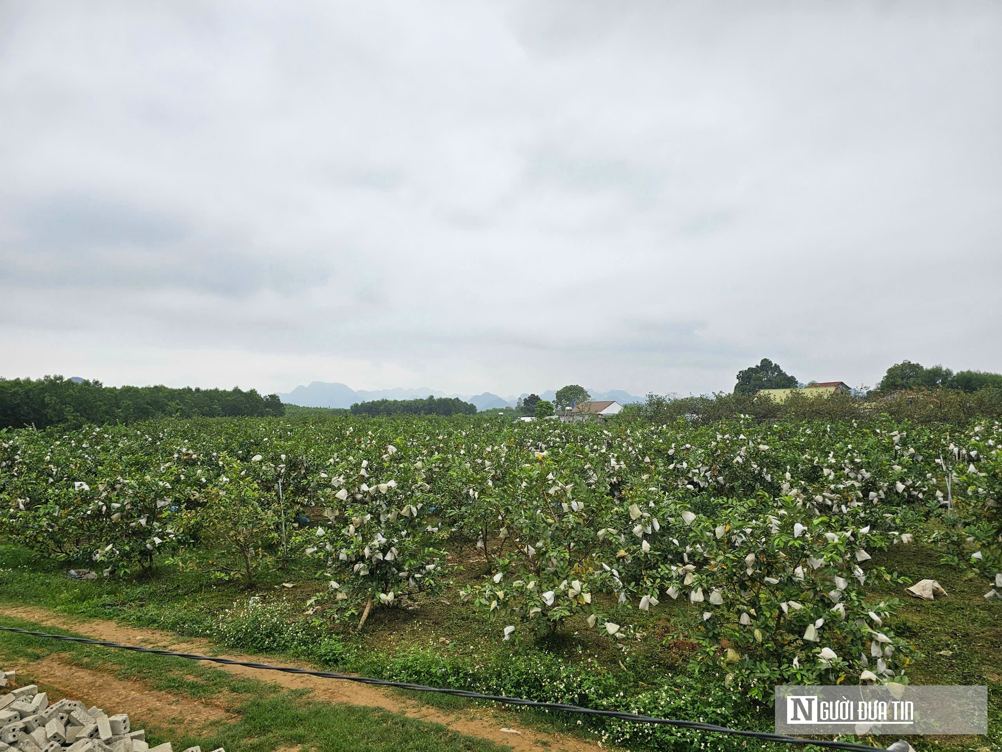 Kỹ sư bỏ việc lương cao ở nước ngo&agrave;i, về trồng c&acirc;y ăn quả nhiều VitaminC, ph&aacute;t triển chăn nu&ocirc;i cho doanh thu tiền tỷ- Ảnh 6.