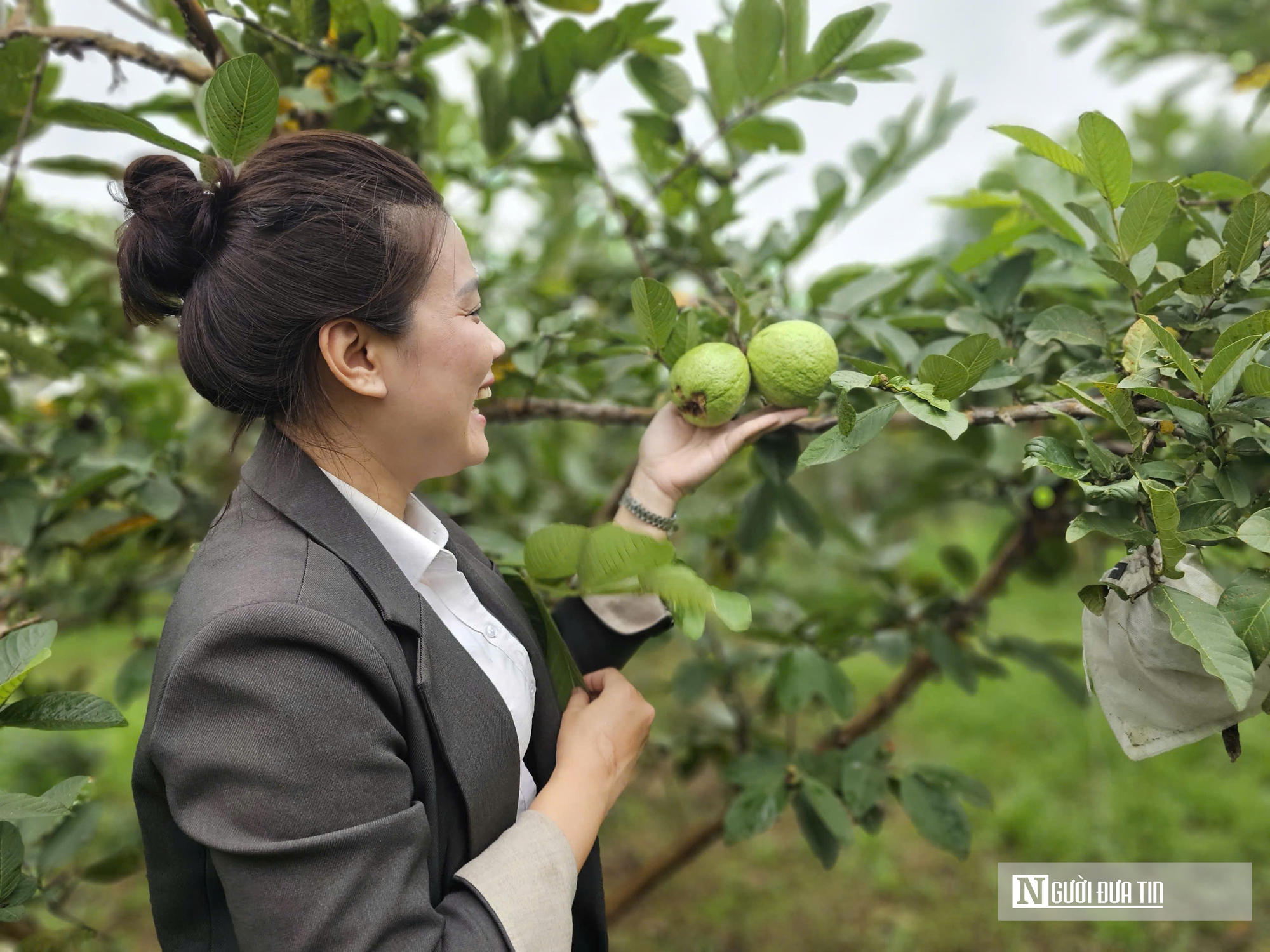 Kỹ sư bỏ việc lương cao ở nước ngo&agrave;i, về trồng c&acirc;y ăn quả nhiều VitaminC, ph&aacute;t triển chăn nu&ocirc;i cho doanh thu tiền tỷ- Ảnh 10.