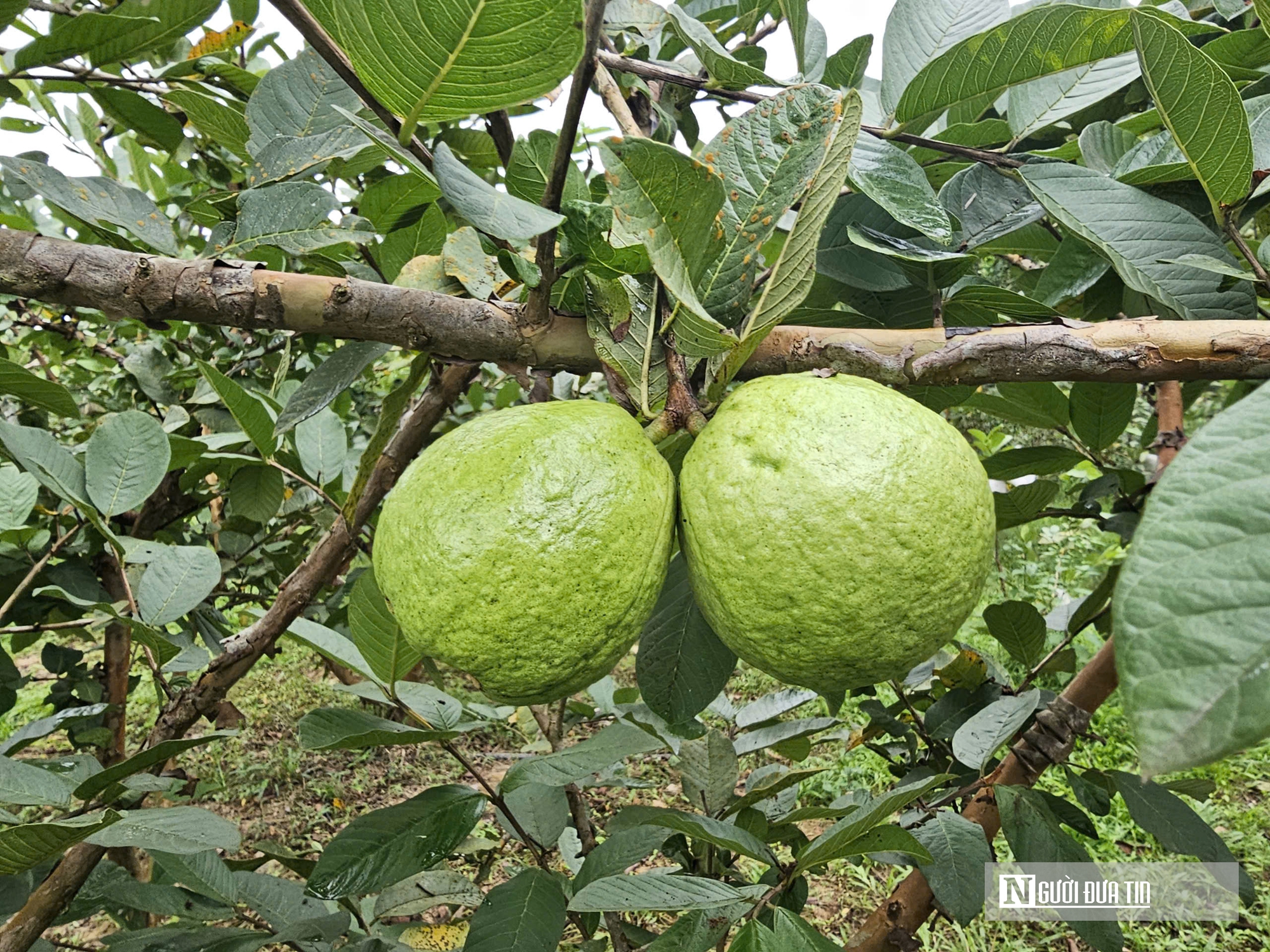 Kỹ sư bỏ việc lương cao ở nước ngo&agrave;i, về trồng c&acirc;y ăn quả nhiều VitaminC, ph&aacute;t triển chăn nu&ocirc;i cho doanh thu tiền tỷ- Ảnh 11.