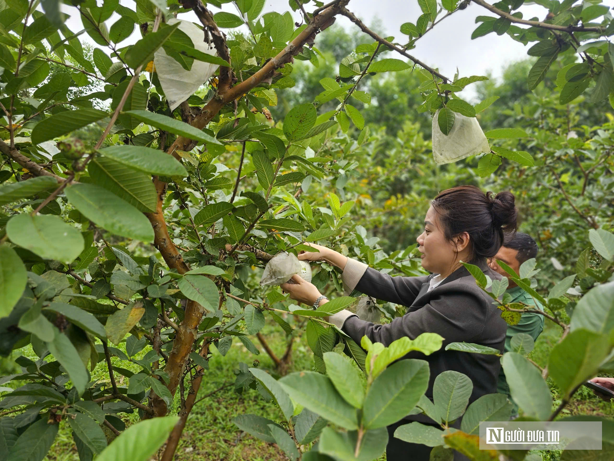 Kỹ sư bỏ việc lương cao ở nước ngo&agrave;i, về trồng c&acirc;y ăn quả nhiều VitaminC, ph&aacute;t triển chăn nu&ocirc;i cho doanh thu tiền tỷ- Ảnh 17.