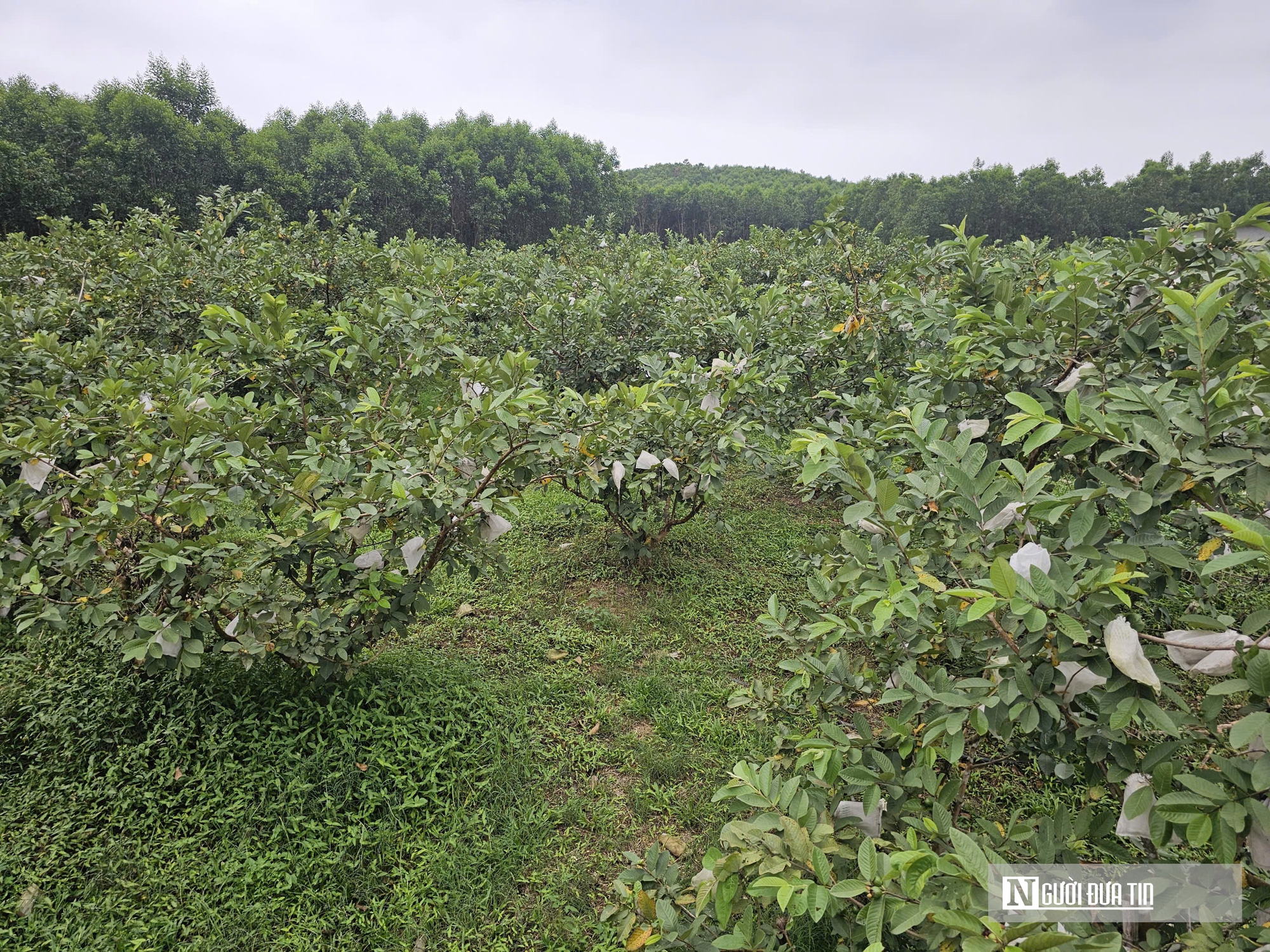 Kỹ sư bỏ việc lương cao ở nước ngo&agrave;i, về trồng c&acirc;y ăn quả nhiều VitaminC, ph&aacute;t triển chăn nu&ocirc;i cho doanh thu tiền tỷ- Ảnh 2.