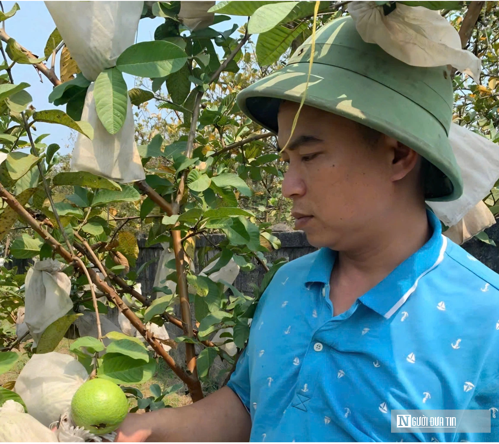 Kỹ sư bỏ việc lương cao ở nước ngo&agrave;i, về trồng c&acirc;y ăn quả nhiều VitaminC, ph&aacute;t triển chăn nu&ocirc;i cho doanh thu tiền tỷ- Ảnh 3.