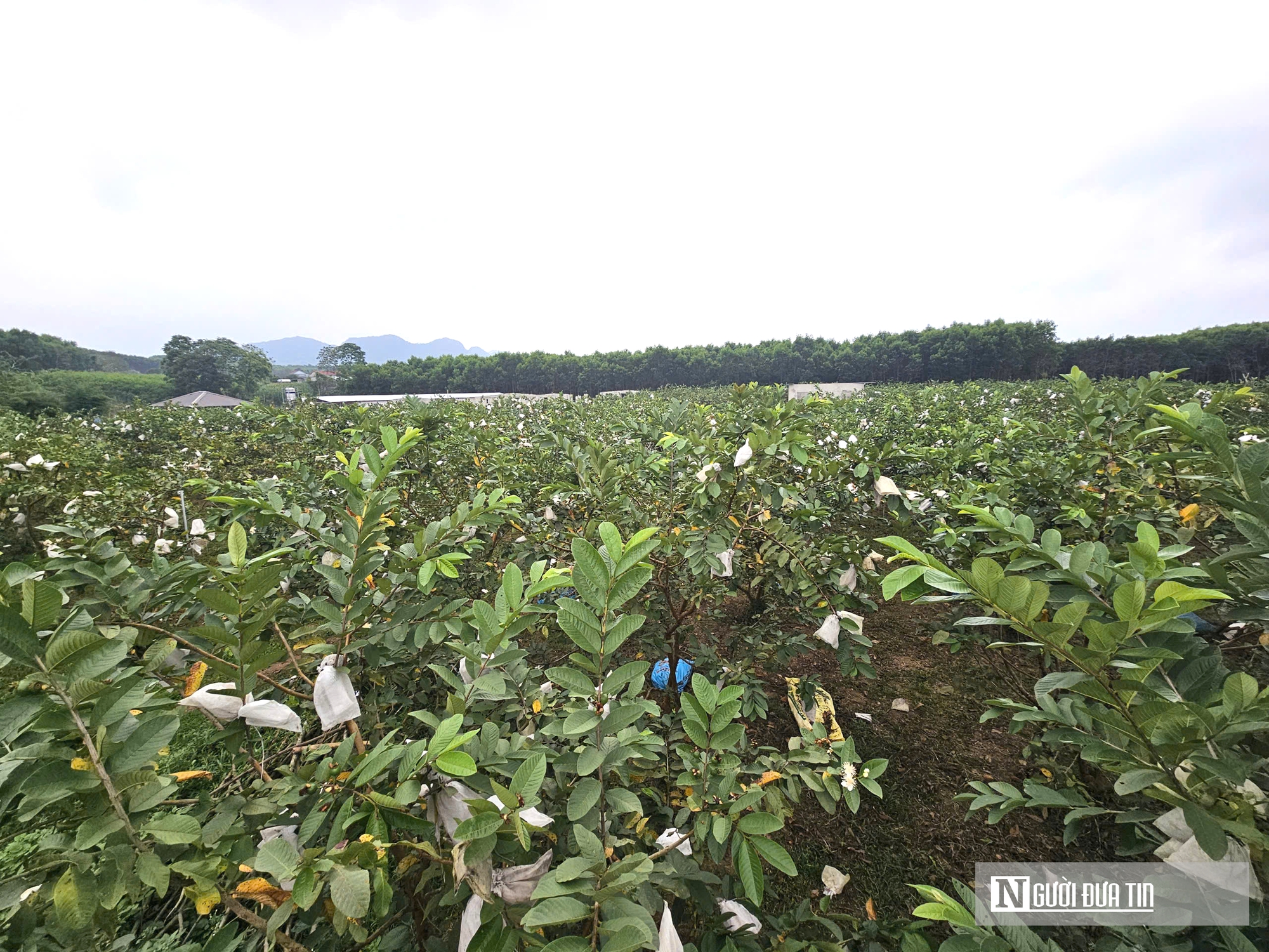 Kỹ sư bỏ việc lương cao ở nước ngo&agrave;i, về trồng c&acirc;y ăn quả nhiều VitaminC, ph&aacute;t triển chăn nu&ocirc;i cho doanh thu tiền tỷ- Ảnh 15.