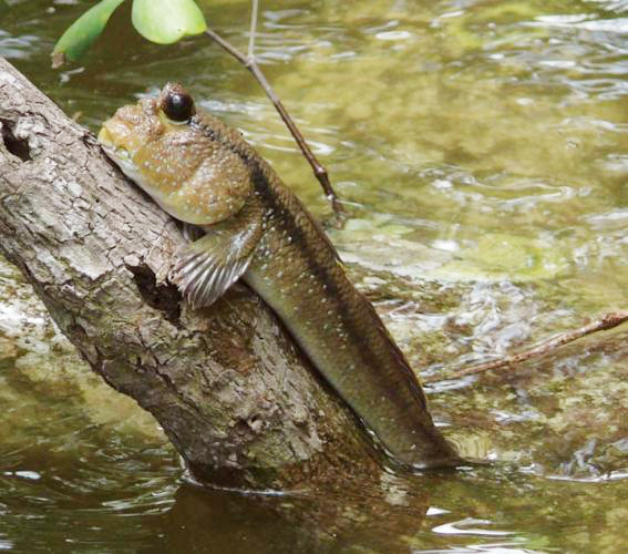 Loại cá biết leo cây, biết chạy nhảy trên cạn, là đặc sản trứ danh miền Tây  - Ảnh 4.