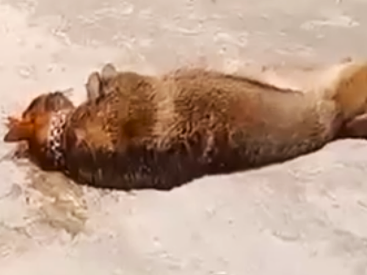 Cụ ông 83 tuổi bị chó béc giê nuôi trong nhà cắn tử vong thương tâm - Ảnh 2.