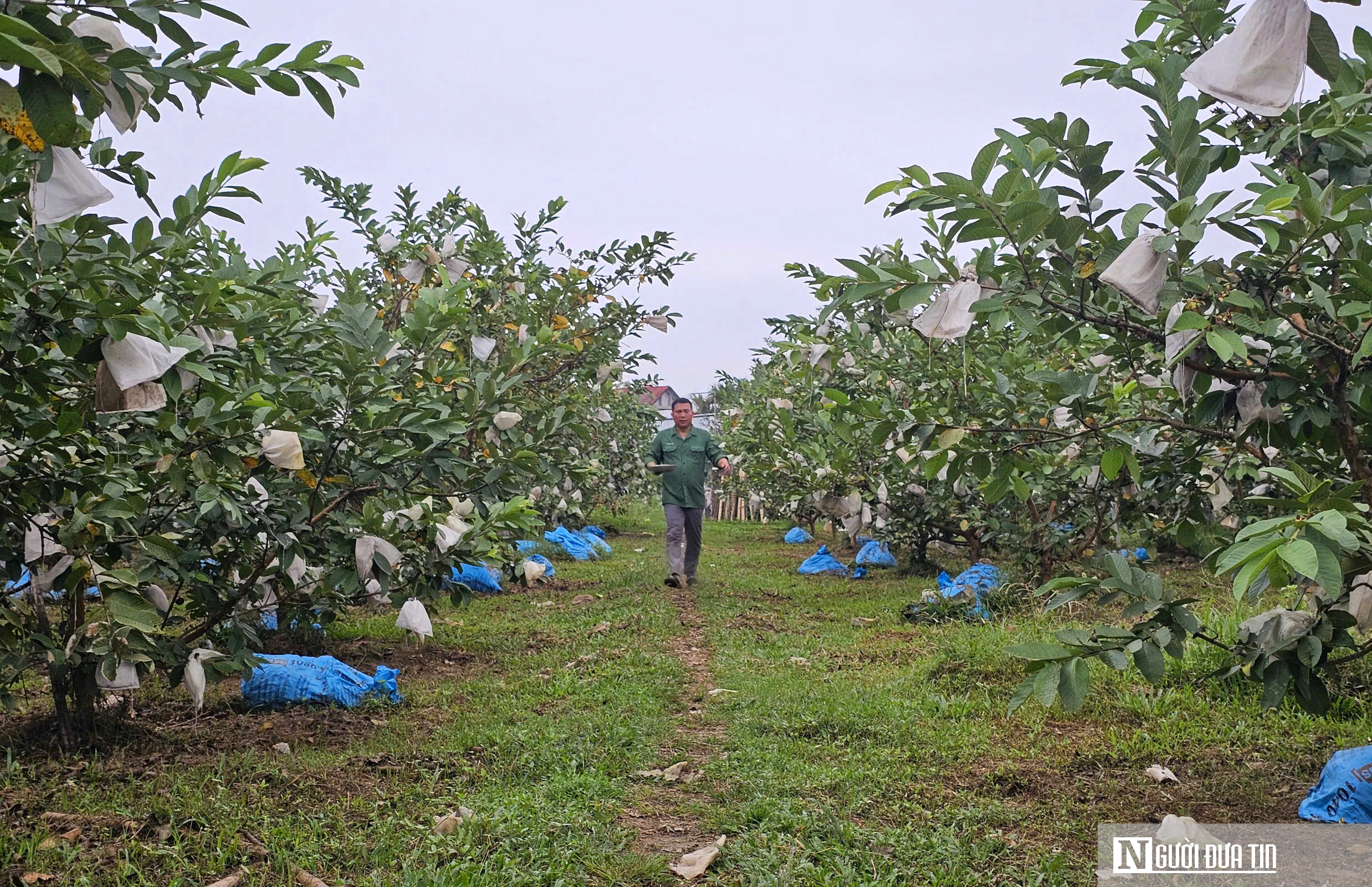 Kỹ sư bỏ việc lương cao ở nước ngo&agrave;i, về trồng c&acirc;y ăn quả nhiều VitaminC, ph&aacute;t triển chăn nu&ocirc;i cho doanh thu tiền tỷ- Ảnh 1.