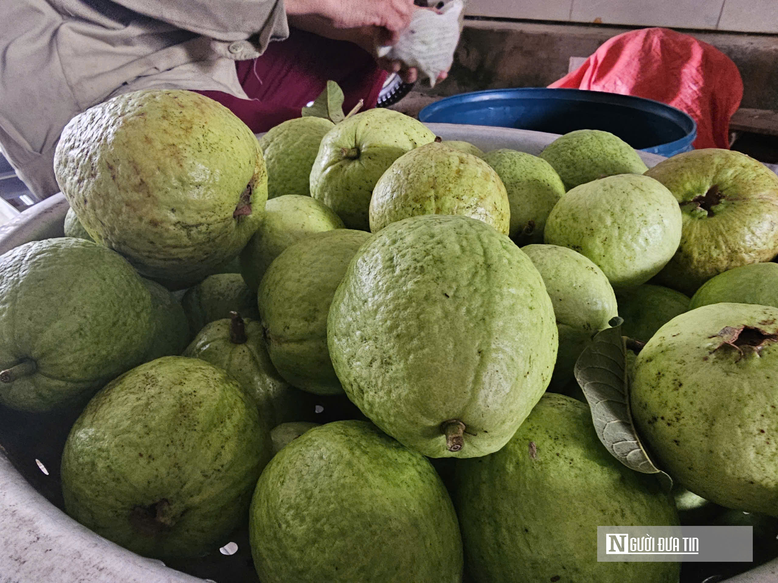 Kỹ sư bỏ việc lương cao ở nước ngo&agrave;i, về trồng c&acirc;y ăn quả nhiều VitaminC, ph&aacute;t triển chăn nu&ocirc;i cho doanh thu tiền tỷ- Ảnh 12.